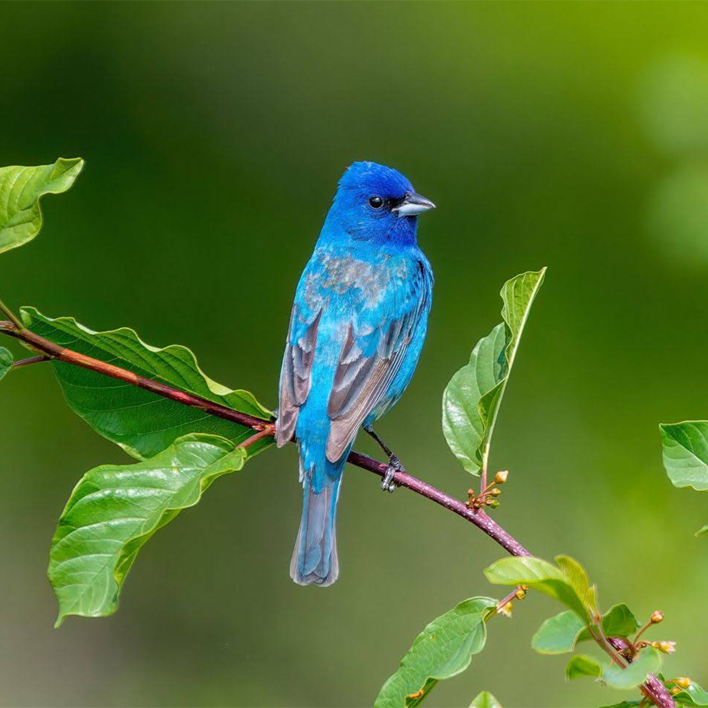 061023i-Karl-Niemi-indigo-bunting-1.jpg