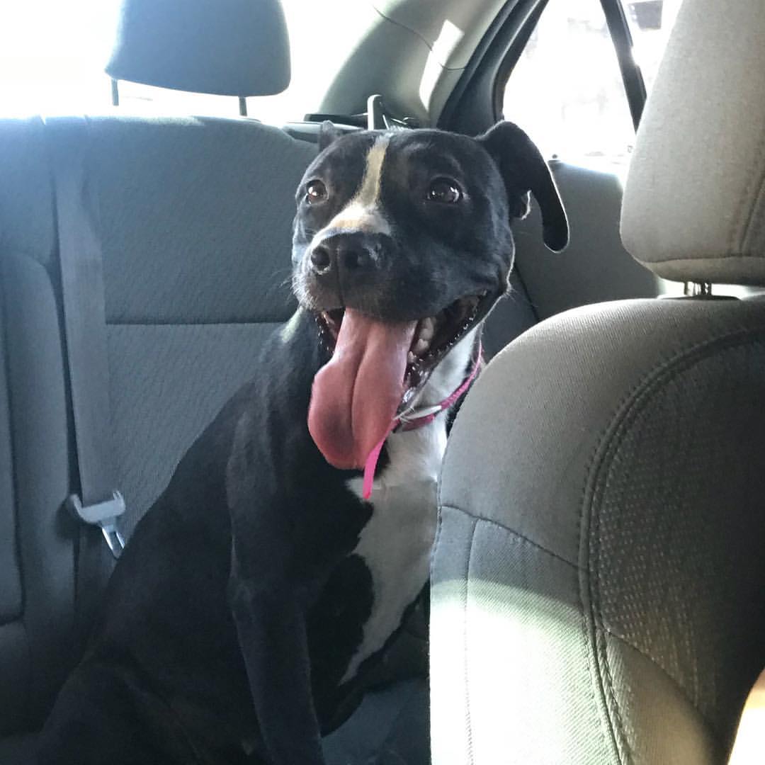 low cost heartworm treatment dfw