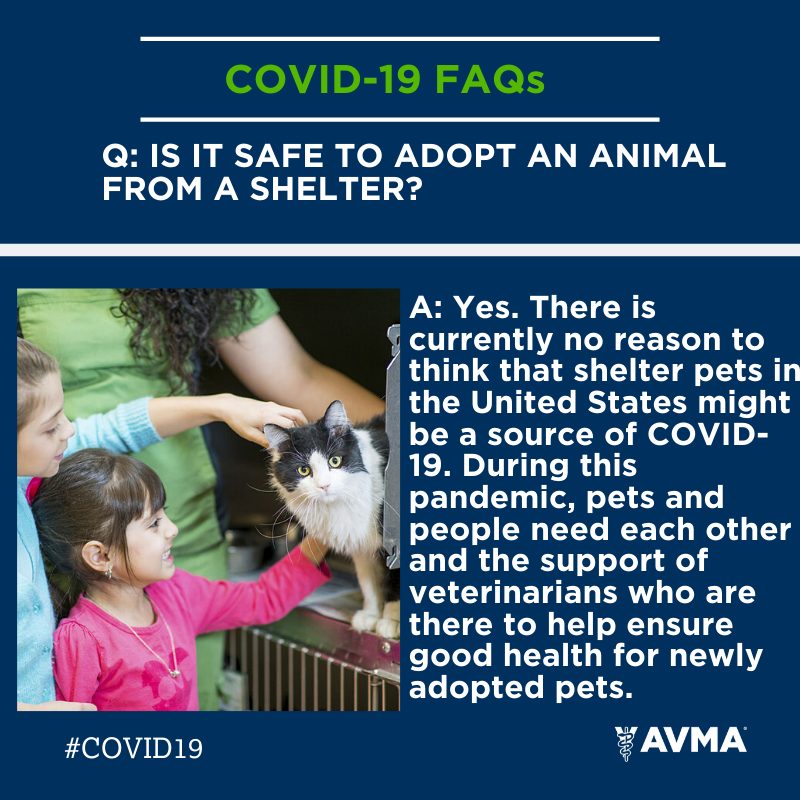 Shelter-FAQ-1080x1080.png