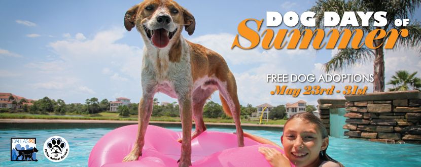 DogDaysofSummer.jpg