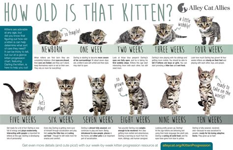 kittenages-alleycatallies.jpg