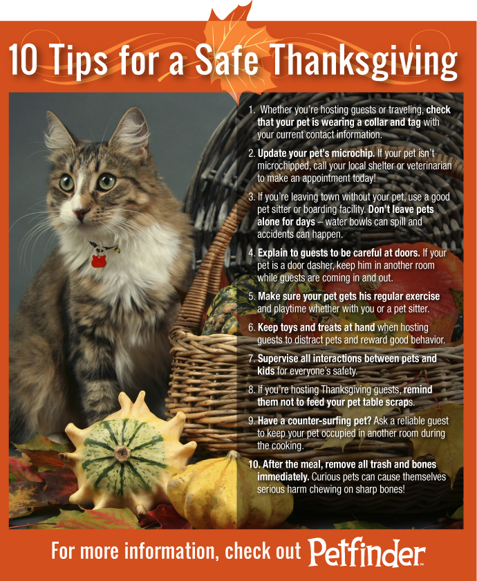 cat-thanksgiving-10-tips.jpg