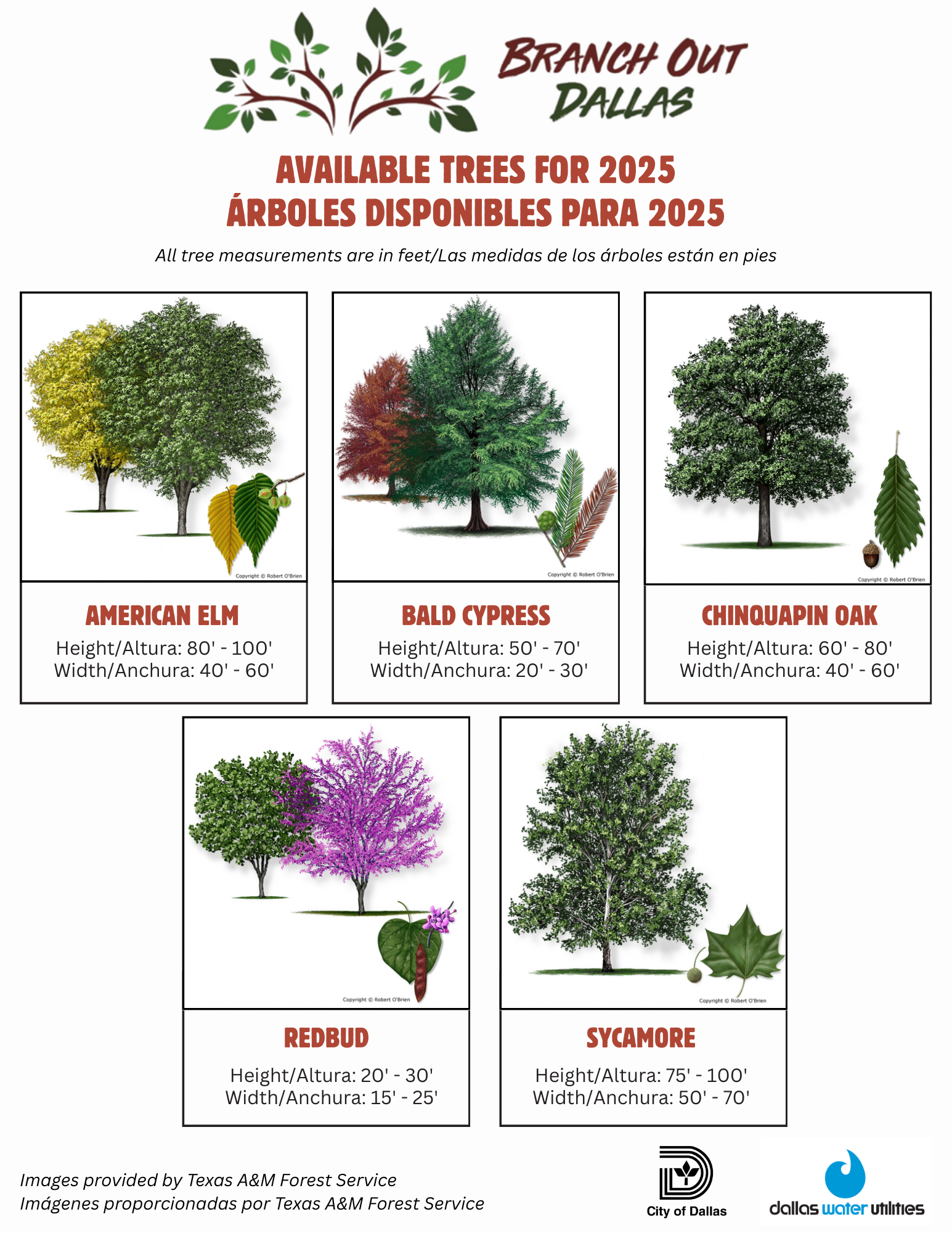 Available Trees Flyer 2025 ENG + SPAN.png