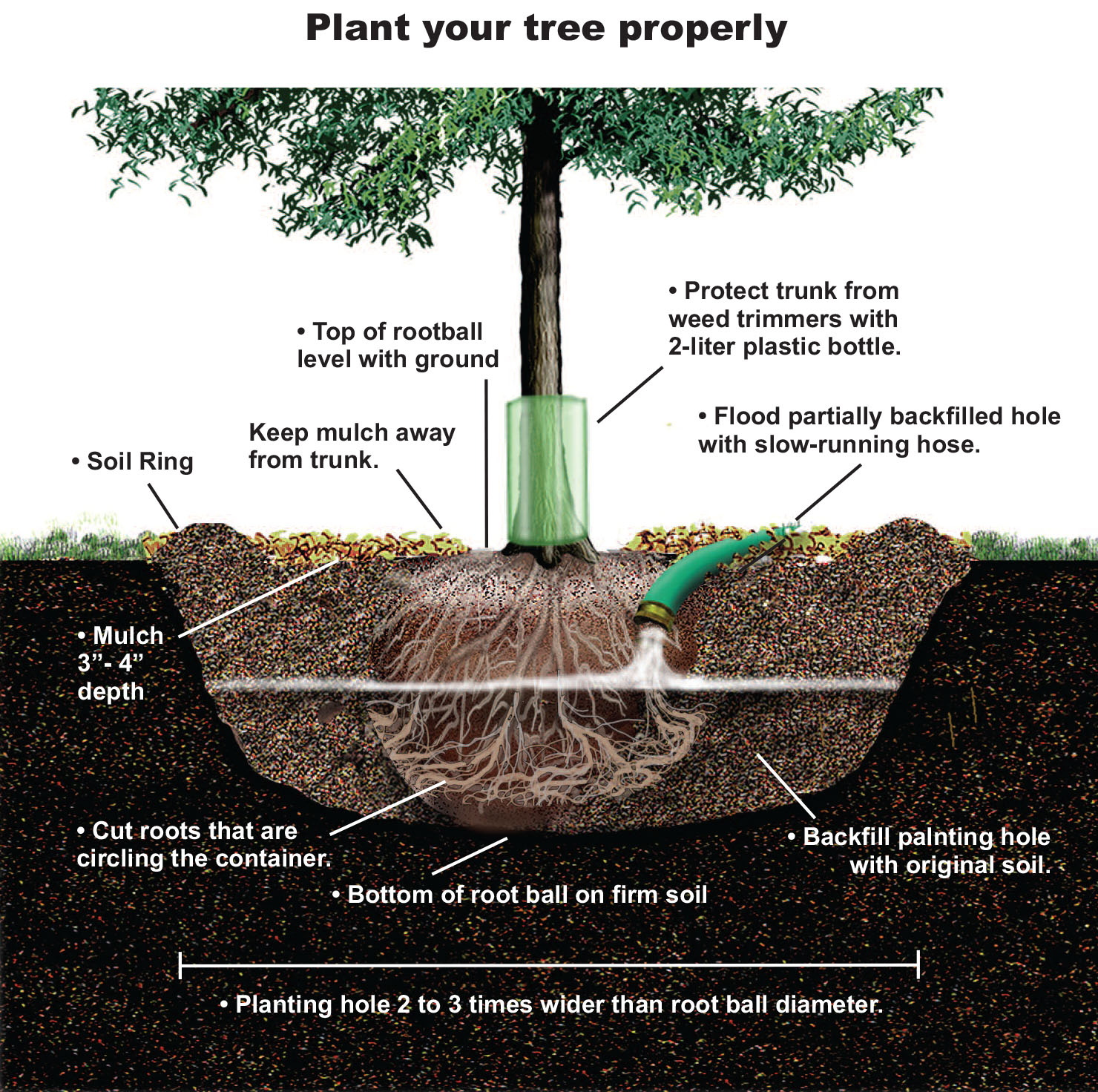 TFS-Tree Planting copy.jpg