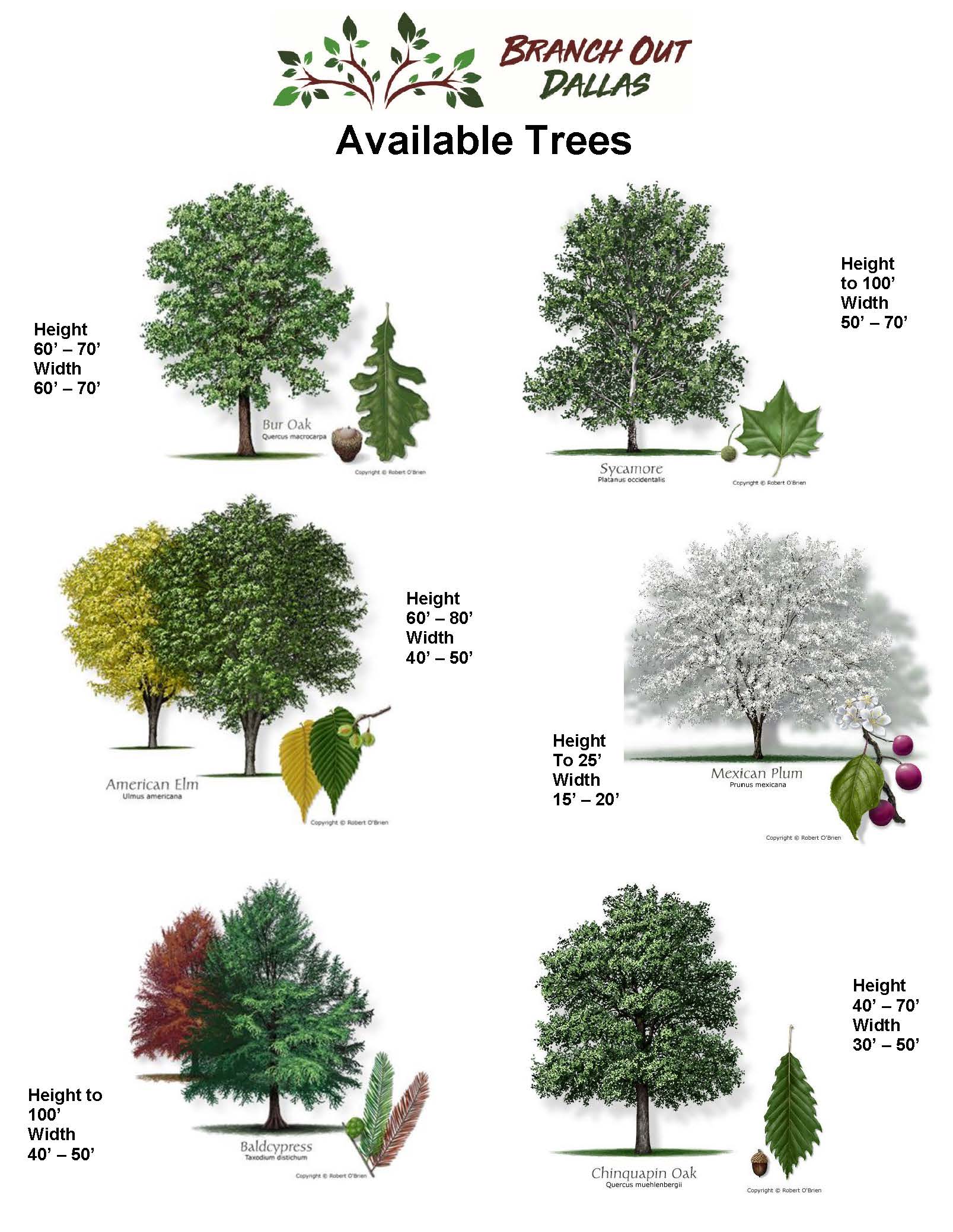 2021 Available Trees flyer.jpg
