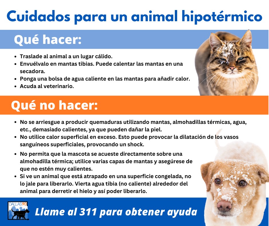 Caring for a Hypothermic Animal SPANISH.jpg