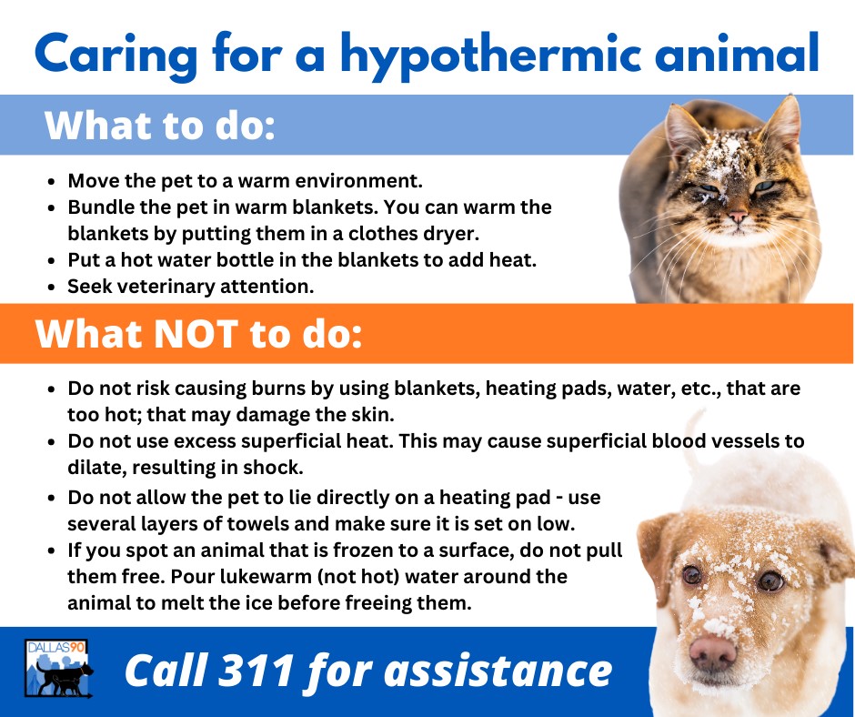 Caring for a Hypothermic Animal.jpg