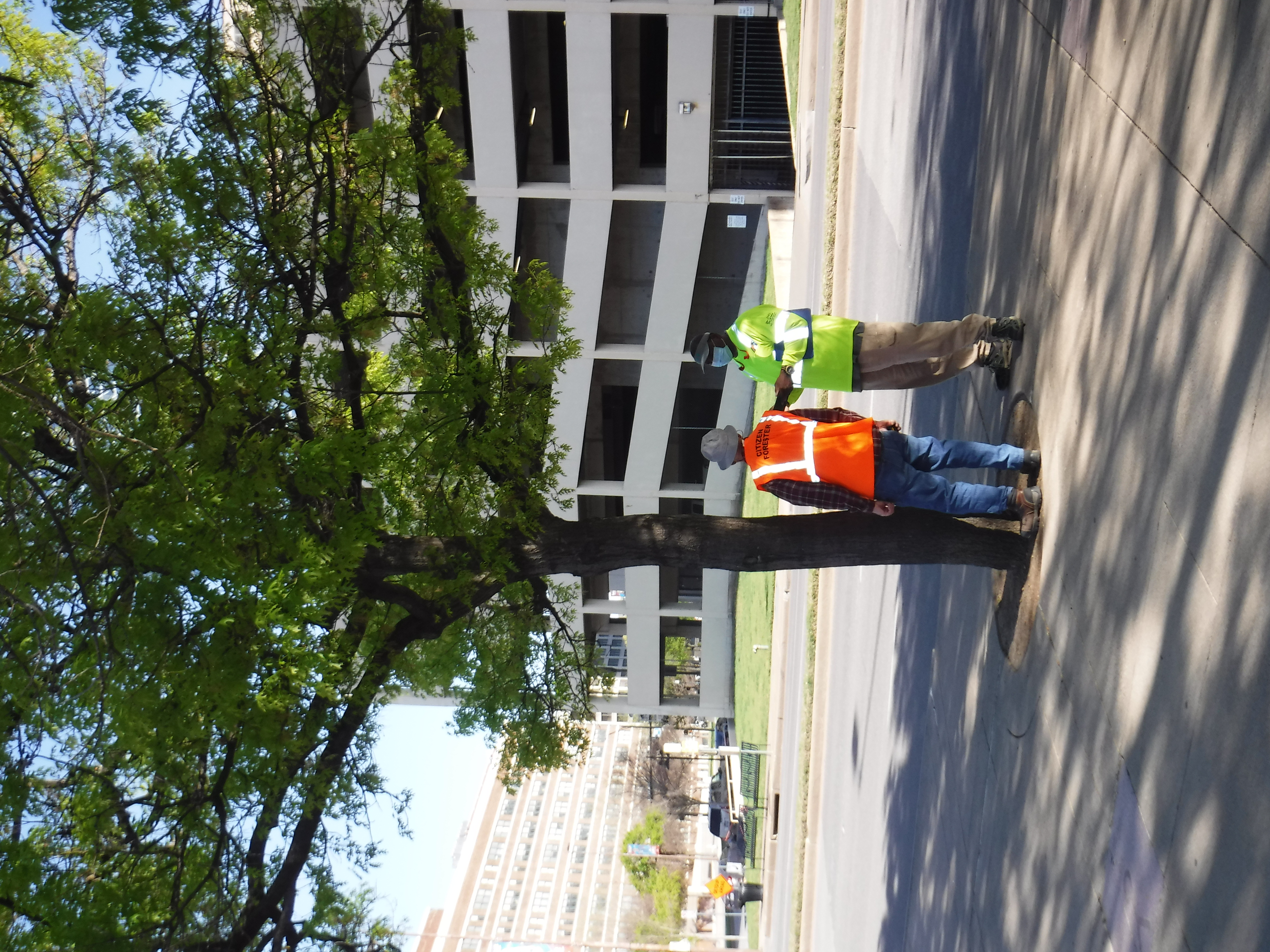 City of Dallas Forestry about