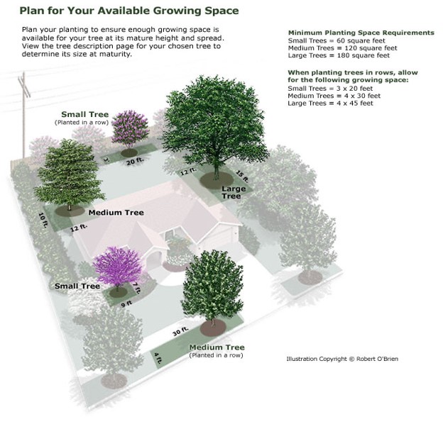City of Dallas Forestry Planting