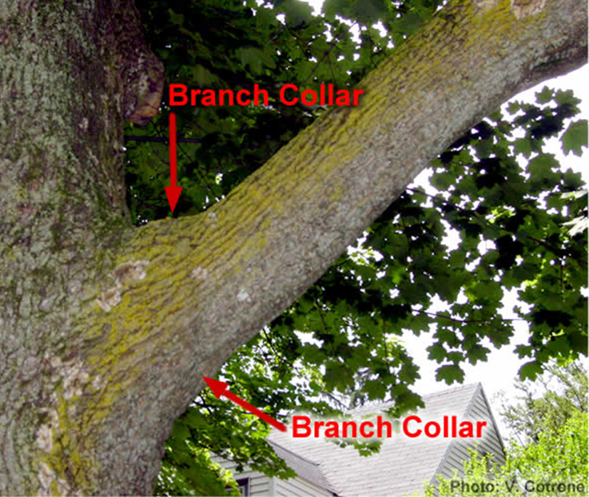 branch collar.png