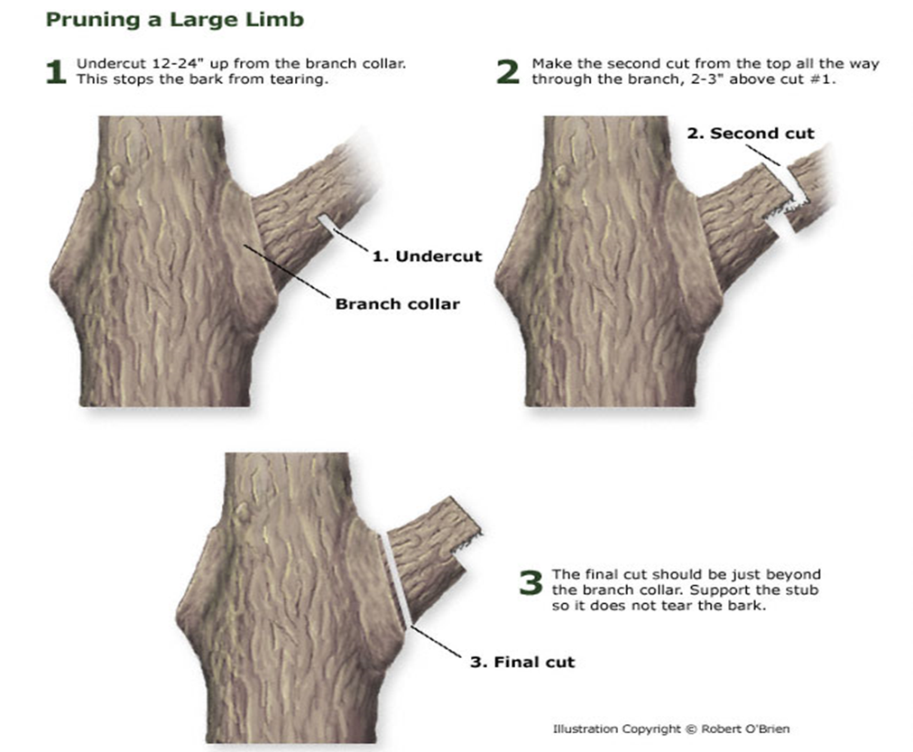 pruning a lg limb.png