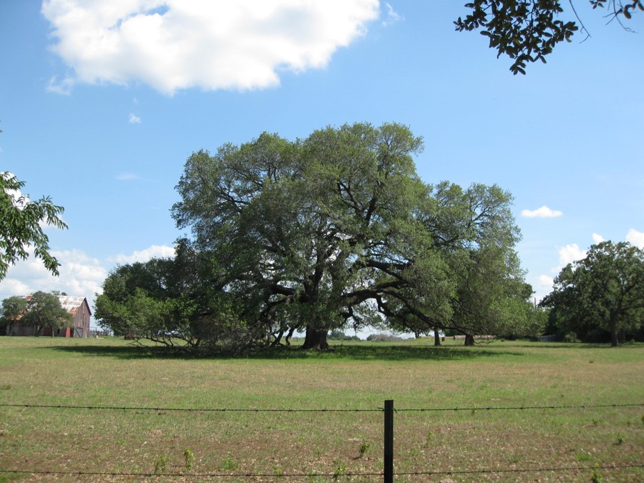 perfect live oak.jpg